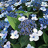 Hydrangea serrata Magic Pillow Hydrangea serrata Magic Pillow