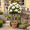 Hydrangea White Mophead Standards Hydrangea White Mophead Standards