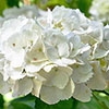 Hydrangea White Mophead Standards Hydrangea White Mophead Standards