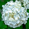 Hydrangea White Mophead Standards Hydrangea White Mophead Standards