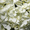 Hydrangea White Mophead Standards Hydrangea White Mophead Standards