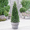 Ilex crenata Japanese Holly Pyramid Ilex crenata Japanese Holly Pyramid