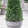 Ilex crenata Japanese Holly Pyramid Ilex crenata Japanese Holly Pyramid