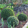 Ilex crenata Japanese Holly Topiary Ball Ilex crenata Japanese Holly Topiary Ball