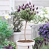 Lavender Anouk - Mini Standard