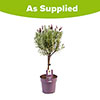 Lavender Anouk - Mini Standard