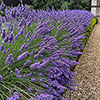 Lavender Phenomenal Lavender Phenomenal