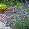 Lavender Phenomenal Lavender Phenomenal
