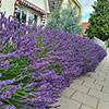 Lavender Phenomenal Lavender Phenomenal