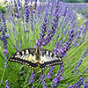 Lavender Phenomenal Lavender Phenomenal