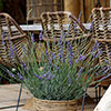 Lavender Phenomenal Lavender Phenomenal