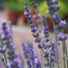 Lavender Phenomenal Lavender Phenomenal