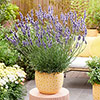 Lavender Sensational
