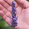 Lavender Sensational