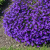 Lobelia Crystal Palace Blue Lobelia Crystal Palace Blue