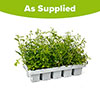 Lobelia Crystal Palace Blue Lobelia Crystal Palace Blue