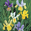 Dutch Iris Mix Dutch Iris Mix