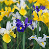 Dutch Iris Mix Dutch Iris Mix