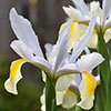 Dutch Iris Mix Dutch Iris Mix