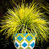 Lomandra Miners Gold Lomandra Miners Gold