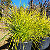 Lomandra Miners Gold Lomandra Miners Gold