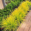 Lomandra Miners Gold Lomandra Miners Gold