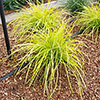 Lomandra Miners Gold Lomandra Miners Gold