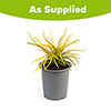 Lomandra Miners Gold Lomandra Miners Gold