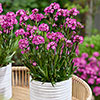 Lychnis Cherry Bubbles Lychnis Cherry Bubbles