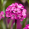 Lychnis Cherry Bubbles Lychnis Cherry Bubbles