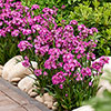 Lychnis Cherry Bubbles Lychnis Cherry Bubbles