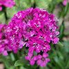 Lychnis Cherry Bubbles Lychnis Cherry Bubbles