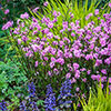 Lychnis Petite Jenny Lychnis Petite Jenny