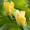 Magnolia Yellow Bird Magnolia Yellow Bird