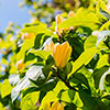 Magnolia Yellow Bird Magnolia Yellow Bird