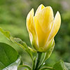 Magnolia Yellow Bird Magnolia Yellow Bird