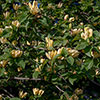 Magnolia Yellow Bird Magnolia Yellow Bird