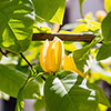 Magnolia Yellow Bird Magnolia Yellow Bird