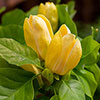 Magnolia Yellow Bird Magnolia Yellow Bird