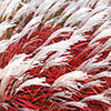 Miscanthus Lady in Red Miscanthus Lady in Red