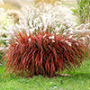 Miscanthus Lady in Red Miscanthus Lady in Red