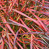 Miscanthus Lady in Red Miscanthus Lady in Red