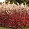 Miscanthus Lady in Red Miscanthus Lady in Red