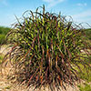 Miscanthus Lady in Red Miscanthus Lady in Red