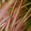 Miscanthus Lady in Red Miscanthus Lady in Red