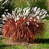 Miscanthus Lady in Red Miscanthus Lady in Red
