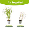 Miscanthus Lady in Red Miscanthus Lady in Red
