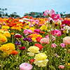Mixed Colour Ranunculus
