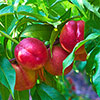 Nectarine Tree Prunus Flavourtop Nectarine Tree Prunus Flavourtop