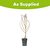 Nectarine Tree Prunus Flavourtop Nectarine Tree Prunus Flavourtop